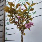 Sakura ozdobná (Prunus serrulata) ´KANZAN´ - výška 80-100 cm, kont. C4L - NA KMIENKU